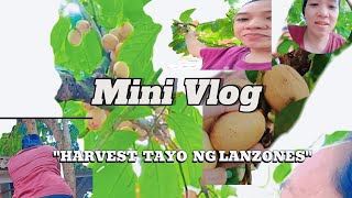 Lanzones Harvesting | Zamboanga del Norte Mindanao