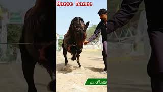 New Horse Dance Mela kanjwani 2023 shah sawar Mahr Tanveer Haider Bharwanah from jhang