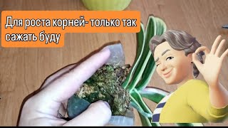 Такая посадка- гарантия наращивания КОРНЕЙ ОРХИДЕЕ 🌸 подростку! 👍