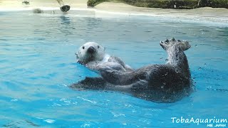 《鳥羽水族館》　ラッコのメイの普段の様子（エサ時間外）