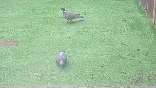 PIGEON SITTING ON A TREE || FEEDING PIGEON IN HEAVY RAIN ||