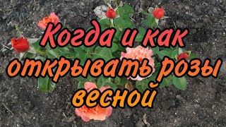 Когда  открывать розы весной. Посылка с саженцами роз из питомника Е.Иващенко