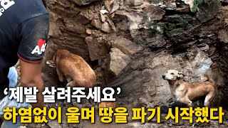 출산과 동시에 흙더미에 깔린 새끼.. 어미개의 소름돋는 행동에 모두를 울렸다.