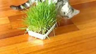 Cat grass