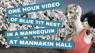 Watch Blue Tit Using A Mannequin For A Nest At Mannakin Hall