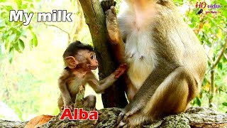 Very sadness poor Alba try beg milk mom Anna event hopeless, Anna careless Alba so hungry milk