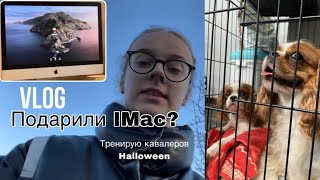 VLOG💕ПОДАРИЛИ IMAC|Хендлинг собак|Украшения к HALLOWEEN🤩🎃