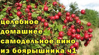 домашнее самодельное вино из боярышника ч1