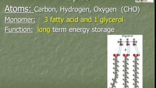 Biochem and Advanced Macromolecules (Theme 4 Topic 3 pg 1)