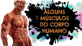 AULA 24: ALGUNS MÚSCULOS DO CORPO HUMANO