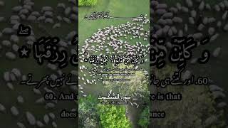 سورۃ العنکبوت Surah Al Ankabut۔ #القرآن_الكريم #quran #islamicvideo #islamicstatus