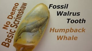 Scrimshaw Step by Adams - Humpback Whale On Fossil Walrus Tooth