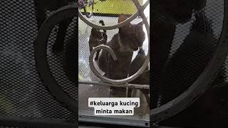 sekeluarga kucing minta makan #makan #kucing #sayangkucing #cat #lovecat