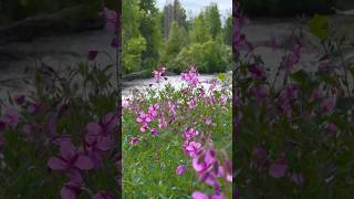 Fireweed #Subscribe #Alaska #Outdoors #Nature #Travel #Scenery #Wildlife #Shorts #Trending #iPhone