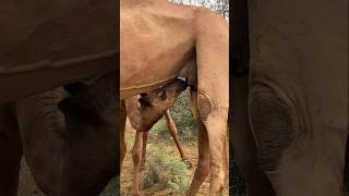 الناقة لا تعطي حليبها لصغيرها، فالطفل جائع أيضاً #camel #animals #desert #camellife #camelculture