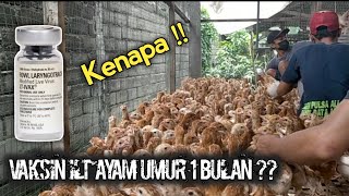 Lebih awal!! Proses vaksin ilt ayam petelur - Wonokoyo