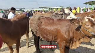 Murah mana yaaa ? sapi dOro pasar sapi bojonegoro vs pasar kabuh