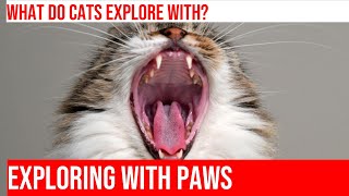 Exploring the World Through Cat Paws: Feline Discovery