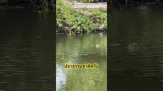 #ปลาธรรมชาติเยอะมาก#