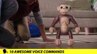 Zoomer | Zoomer Chimp Does So Many Tricks!