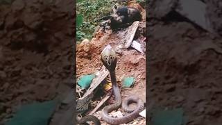 cat meets cobra