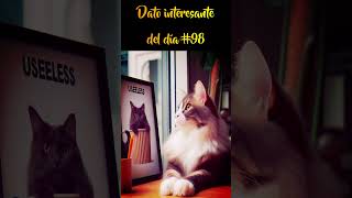 Tú gato piensa que eres un inútil #datoscuriosos #datosinteresantes #gatos #interestingfacts #pets