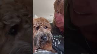 Mom wants a kiss | Mabel The Whoodle | Shorts #dogshorts