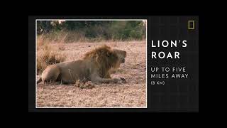 Unit 2 - The Lion's Roar (Reading Explorer 2 - 3rd Edition)