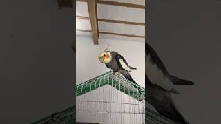 Male Cockatiel Attitude 😎 #cockatiel #parrot #cockatielqueen #birds #cuteparrot #petparrot #pets