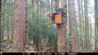 Reds at a new feeder