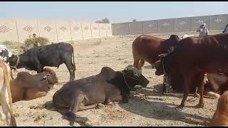 best and amazing video red sindhi cow monday cattle Mohammadpur