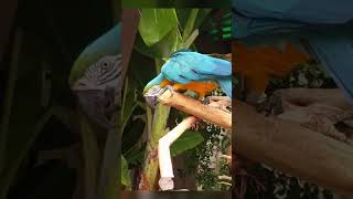 Parrot , Macaw Parrot huge, Beautiful and brightly colored at Jungle #zooexperience #nature