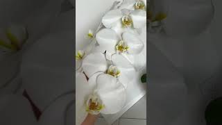 Viva orchids 3