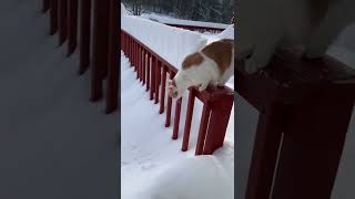 So funny cats videos 25#shorts #funny #cat #cute #funnycats #cats #kitten #animals #trending  #viral