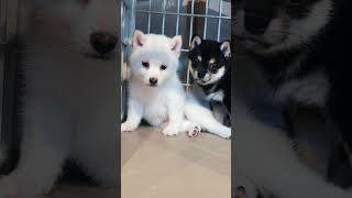 Black and white #trending #viralvideo #puppy #cute #love