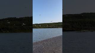 Seagull landing on the beach 🏝 #seagulls #seagull #seabirds #shorts #nature #beach #quebec