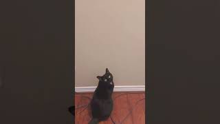 Black cat spots a bug and tells me about it