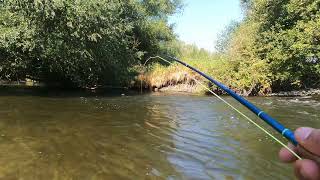 Eastern Oregon Fly Fishing | Low Flows and A Fish EVERY CAST