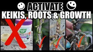 BEST WAY TO ACTIVATE KEIKIS & ROOT GROWTH