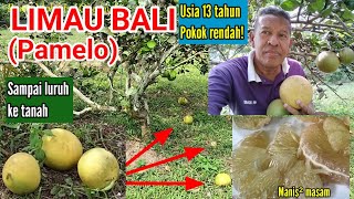 LIMAU BALI (PAMELO) LURUH KE TANAH | Pokok rendah