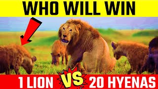 Lion vs Hyena - कोन जीतेगा | 1 Lion vs 20 Hyenas - Who Would Win?