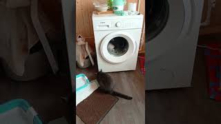 Брамсик #прикол #кот #catfunny #cat #смешнойкот #catlover #приколыскотами #юмор #catvideos