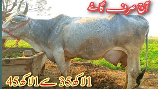 top class cow biggest milking mashallah cross breed|sari aur sahiwal cross sahiwal farizan cross cow