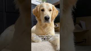 My Golden Retriever Tells What He Thinks