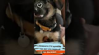 Выживший! (помните 2-х щенков так вот это первый)