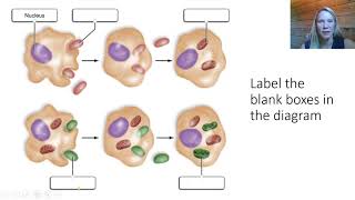 Endosymbiosis