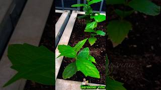 பவழமல்லி விதை முதல் செடி வரை Pavazhamalli plant growth #gardenervinu #terracegarden #pavalamalli