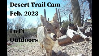 Desert Trail Cam, February 2023 - Javelina attacks camera and gets a little excited...