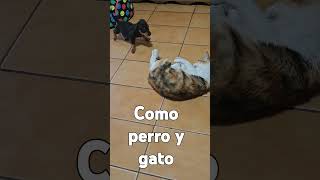 Como perro y gato