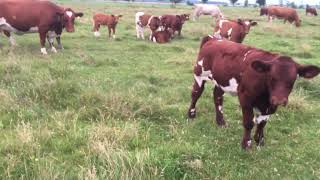 Maine Anjou Cattle herd